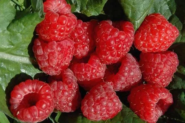 малина Пересвет