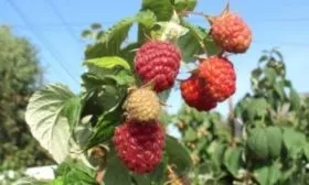 малина Поклон Казакову