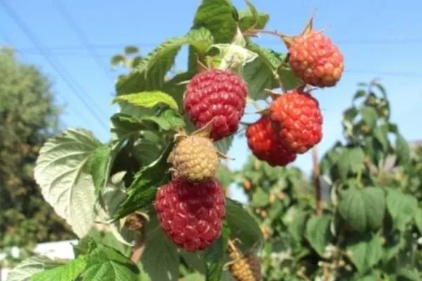 малина Поклон Казакову