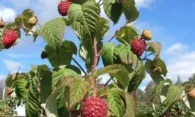 малина сорта Поклон Казакову