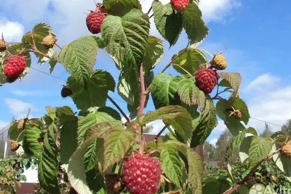 малина сорта Поклон Казакову