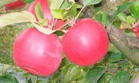 малиновый яблони Айдаред5