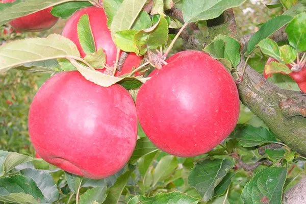 малиновый яблони Айдаред5