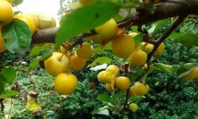 медовая яблоня дерево