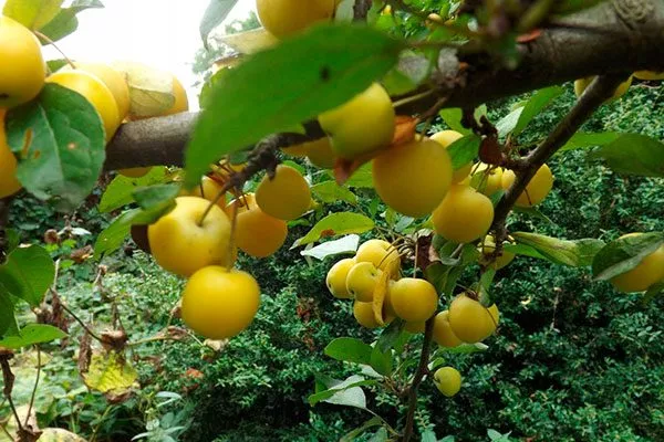 медовая яблоня дерево