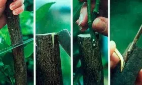 Метод прививки под кору яблони Алеся