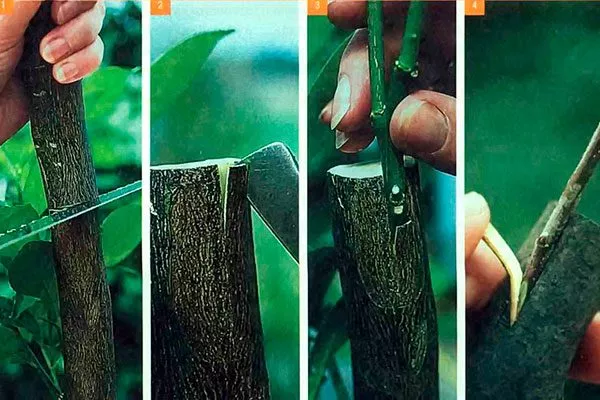 Метод прививки под кору яблони Алеся