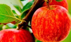 Мондиал Гала Яблоня Гала15