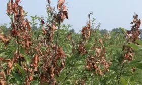 Монилиоз яблони Синап Орловский4