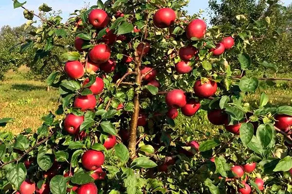 moskovskoe_ozherele_sort12