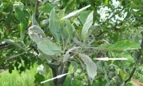 мучнистая роса на яблони Синап северный