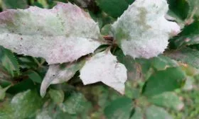 Мучнистая роса яблони Пепин шафранный6