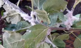 Мучнистая роса Яблоня Медуница