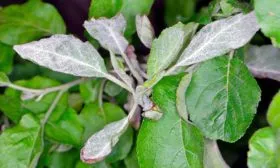 Мучнистой росой яблони Розовый Налив4