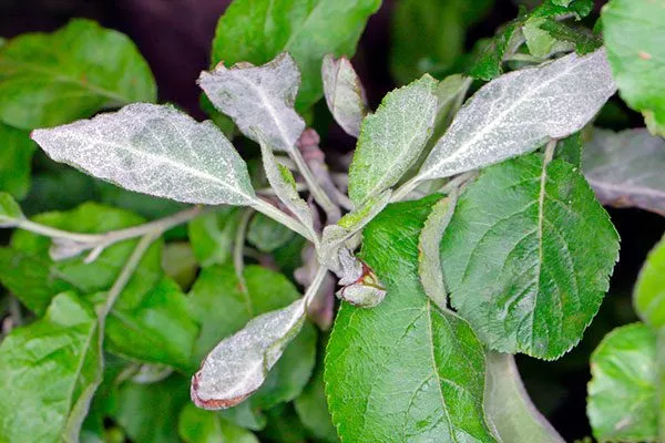 Мучнистой росой яблони Розовый Налив4