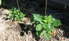 мульчирование малины Мария