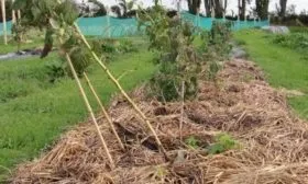 мульчирование малины Пересвет