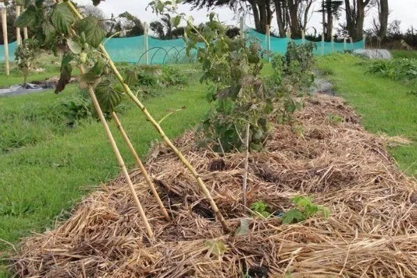мульчирование малины Пересвет