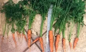 Нииох 36 myagkaya-morkov