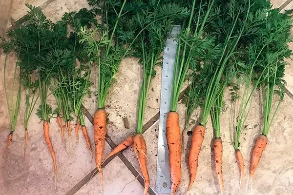 Нииох 36 myagkaya-morkov