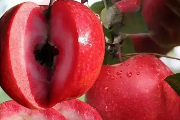 мякоть яблока сорта Джеромини