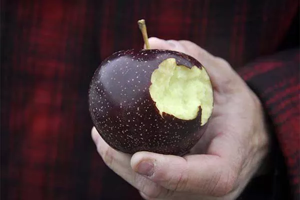 мякоть яблони Чёрный бриллиант