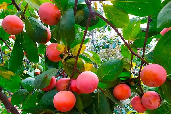 Никитская бордовая сорт хурмы