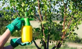 Обработка деревьев от болезней и вредителей Яблоня Жигулёвское