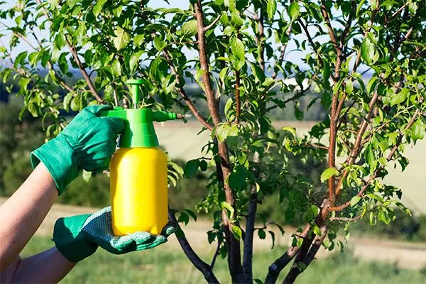 Обработка деревьев от болезней и вредителей Яблоня Жигулёвское