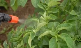 обработка картофеля Чугунка от вредителей