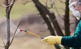 обработка яблони Грушовка московская от вредителей и болезней