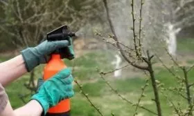 обработка яблони Малинка от паразитов