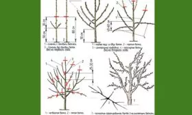 Обрезка дерева Яблоня Спартан