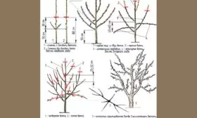 Обрезка дерева Яблоня Спартан11