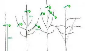 Обрезка и формирование кроны 3 года яблони Солнышко7