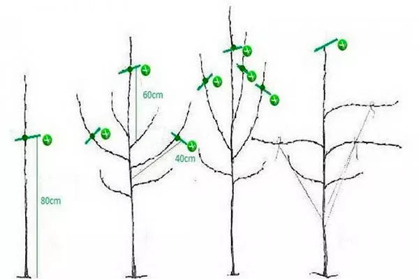 Обрезка и формирование кроны 3 года яблони Солнышко7