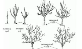 Обрезка и формирование кроны яблони Солнышко8
