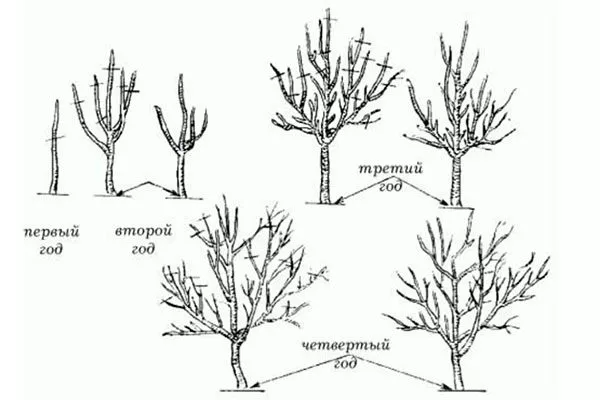 Обрезка и формирование кроны яблони Солнышко8