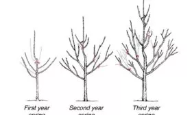 Обрезка и формирование кроны яблоня Легенда