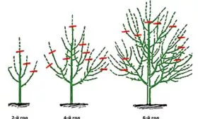 Обрезка и формировка Коричное полосатое