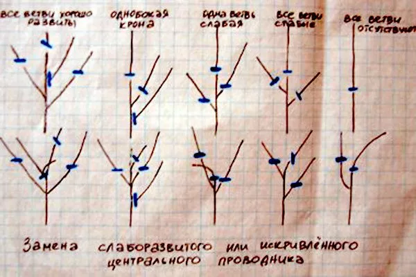 Обрезка Королёк шоколадный (Diospyros lotus)
