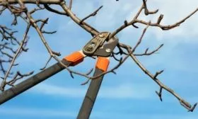 обрезка кроны яблони Малюха