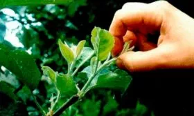 Обрезка, подвязка, прищипывание Яблоня Флорина6