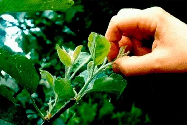 Обрезка, подвязка, прищипывание Яблоня Флорина6