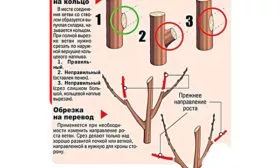 Обрезка правила Яблоня Победитель