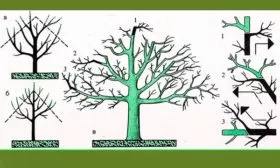 Обрезка простое формирование кроны