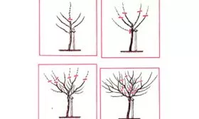 Обрезка простое формирование кроны яблони Ред Кетти