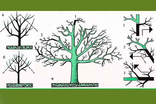 Обрезка простое формирование кроны