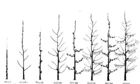 Обрезка веток яблоня Васюган