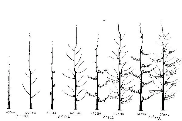 Обрезка веток яблоня Васюган